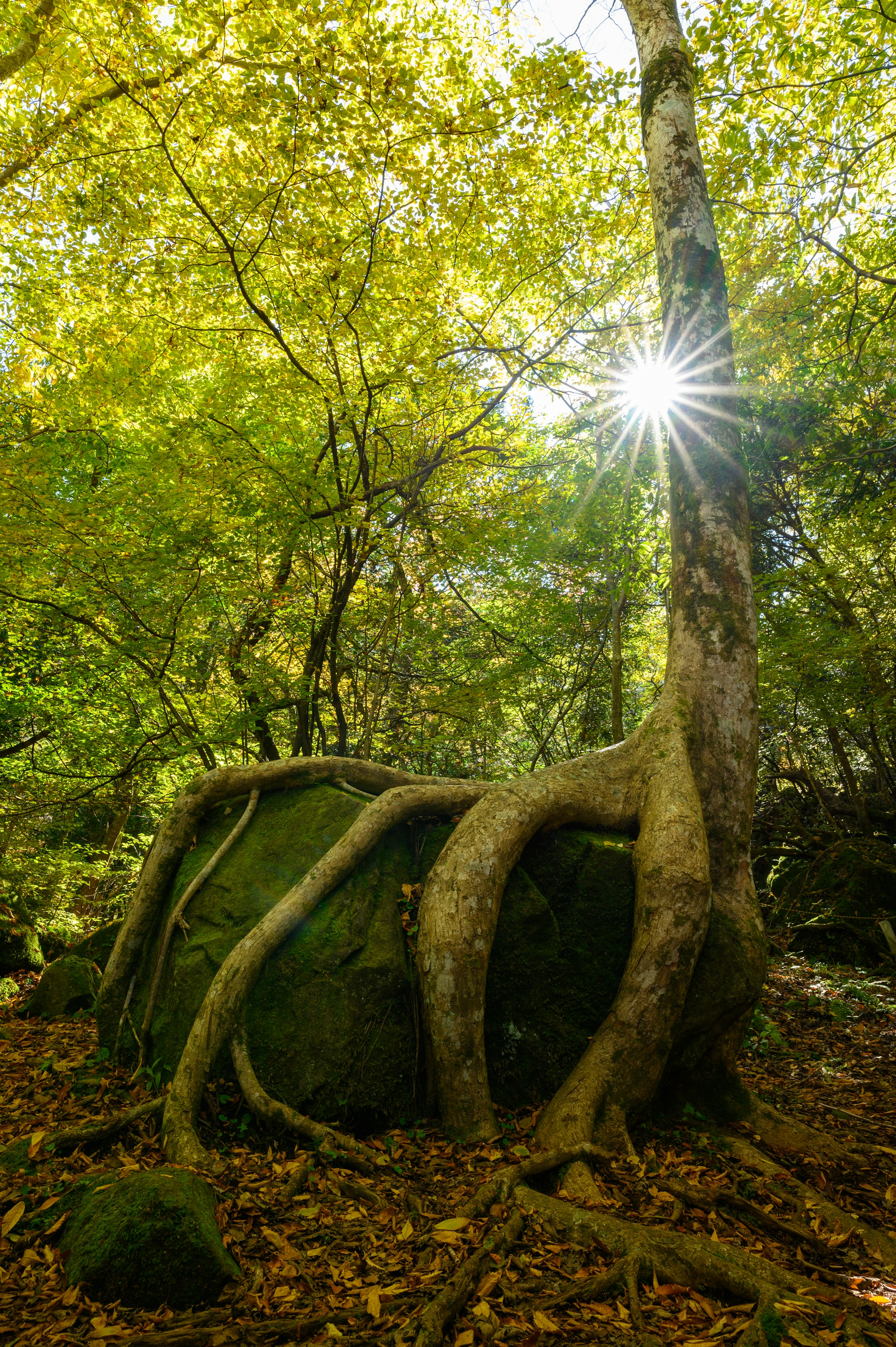 Tree roots in an old-growth forest